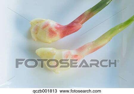Ginger Root View Large Photo Image Stock Image - Ginger Root. Fotosearch
