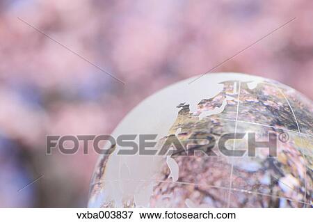 Stock Photo - Glass globe and cherry blossoms. Fotosearch
