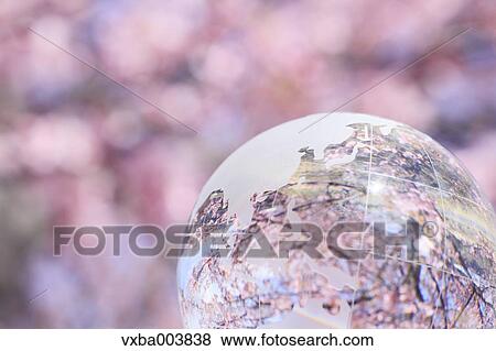 Glass globe and cherry blossoms View Large Photo Image Stock Photo - Glass globe and cherry blossoms. Fotosearch