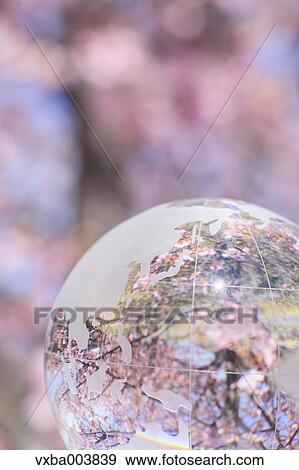 Glass globe and cherry blossoms View Large Photo Image Stock Photo - Glass globe and cherry blossoms. Fotosearch