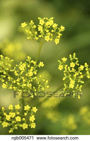 Golden Lace View Large Photo Image Stock Image - Golden Lace. Fotosearch