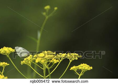 Golden Lace View Large Photo Image Stock Image - Golden Lace. Fotosearch