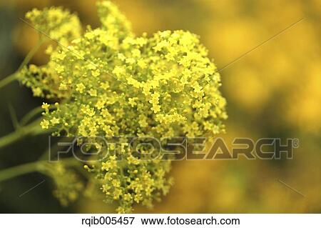 Stock Photo - Golden Lace. Fotosearch