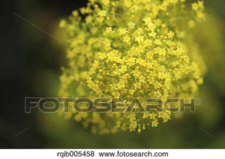 Stock Photo - Golden Lace. Fotosearch
