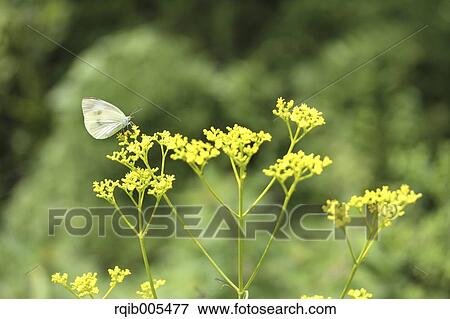 Golden Lace View Large Photo Image Stock Photo - Golden Lace. Fotosearch