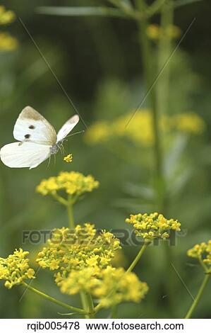 Stock Photo - Golden Lace. Fotosearch