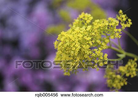 Golden Lace View Large Photo Image Stock Photograph - Golden Lace. Fotosearch