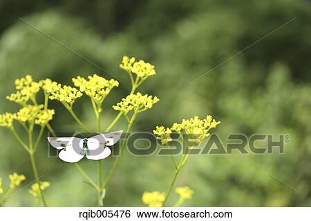 Golden Lace View Large Photo Image Stock Photograph - Golden Lace. Fotosearch