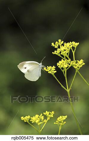 Stock Photography - Golden Lace. Fotosearch