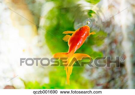 Goldfish View Large Photo Image Stock Image - Goldfish. Fotosearch