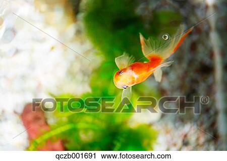 Goldfish View Large Photo Image Stock Image - Goldfish. Fotosearch