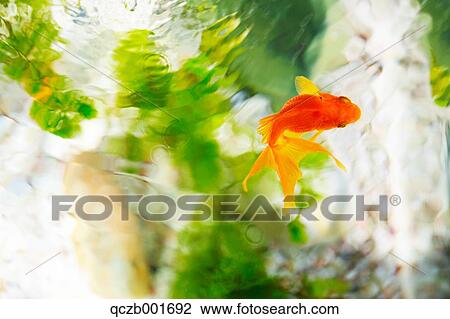 Goldfish View Large Photo Image Stock Image - Goldfish. Fotosearch