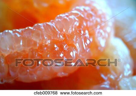 Grapefruit View Large Photo Image Stock Photo - Grapefruit. Fotosearch
