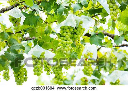 Grapes View Large Photo Image Picture - Grapes. Fotosearch