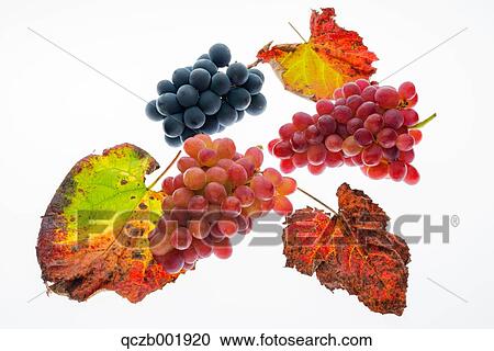 Grapes View Large Photo Image Stock Image - Grapes. Fotosearch
