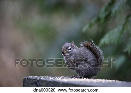 Gray Squirrel View Large Photo Image Stock Image - Gray Squirrel. Fotosearch