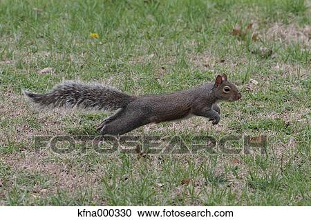 Gray Squirrel View Large Photo Image Stock Image - Gray Squirrel. Fotosearch