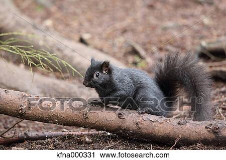 Stock Image - Gray Squirrel. Fotosearch