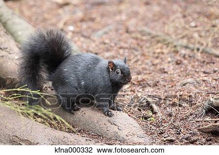 Gray Squirrel View Large Photo Image Stock Image - Gray Squirrel. Fotosearch