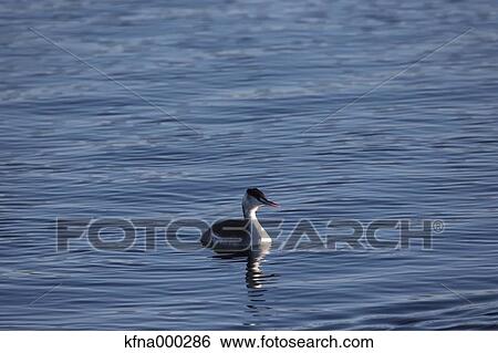 Great Crested Grebe View Large Photo Image Stock Photograph - Great Crested Grebe. Fotosearch