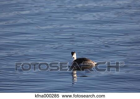 Stock Photography - Great Crested Grebe. Fotosearch