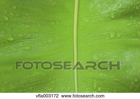 Green leaf View Large Photo Image Stock Image - Green leaf. Fotosearch