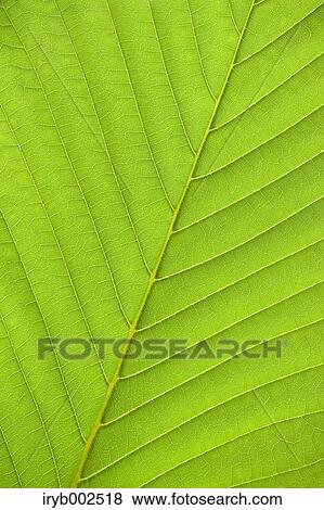 Green leaf View Large Photo Image Stock Photo - Green leaf. Fotosearch