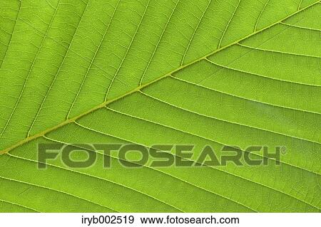 Green leaf View Large Photo Image Stock Photo - Green leaf. Fotosearch