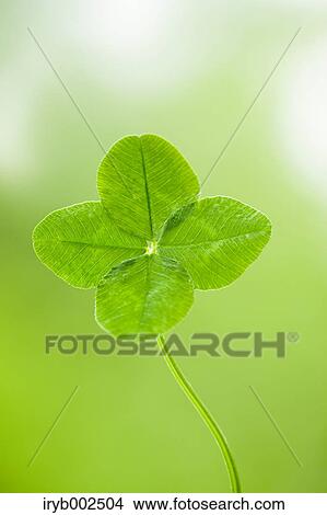Green leaves View Large Photo Image Picture - Green leaves. Fotosearch