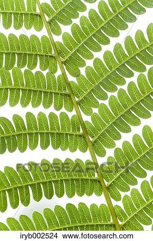 Green leaves View Large Photo Image Picture - Green leaves. Fotosearch