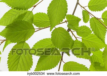 Green leaves View Large Photo Image Picture - Green leaves. Fotosearch