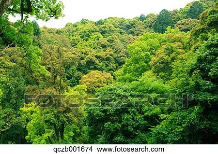 Green leaves View Large Photo Image Picture - Green leaves. Fotosearch