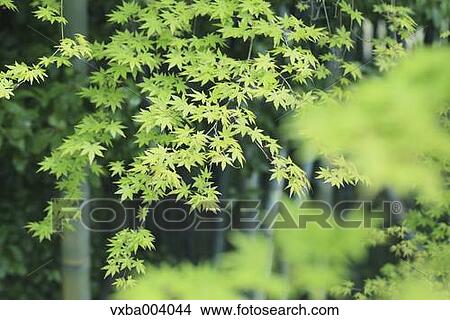 Green leaves View Large Photo Image Picture - Green leaves. Fotosearch