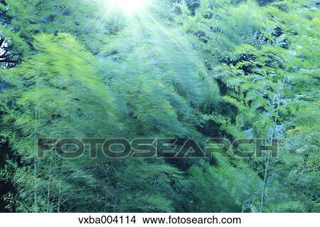 Picture - Green leaves. Fotosearch