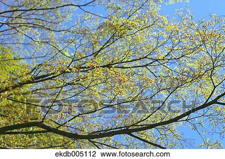 Green leaves View Large Photo Image Stock Image - Green leaves. Fotosearch
