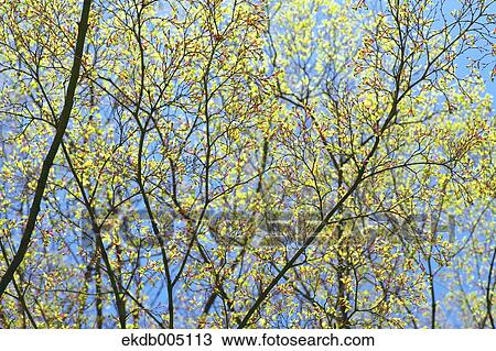 Green leaves View Large Photo Image Stock Image - Green leaves. Fotosearch
