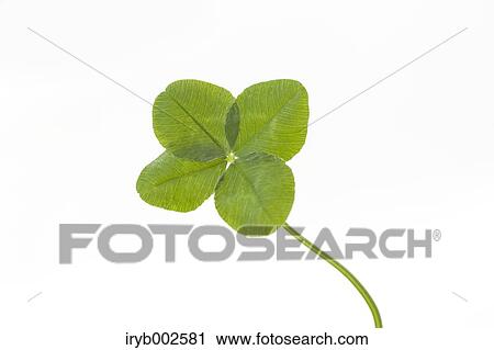 Green leaves View Large Photo Image Stock Image - Green leaves. Fotosearch