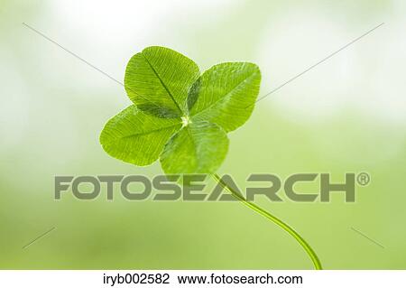 Green leaves View Large Photo Image Stock Image - Green leaves. Fotosearch