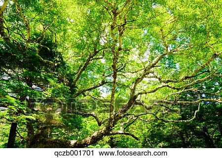 Green leaves View Large Photo Image Stock Image - Green leaves. Fotosearch