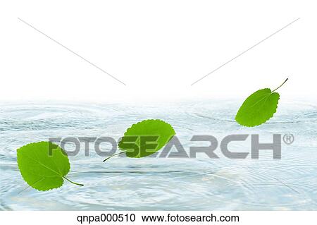 Green leaves View Large Photo Image Stock Image - Green leaves. Fotosearch