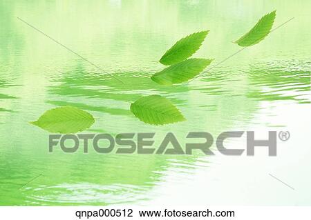 Stock Image - Green leaves. Fotosearch
