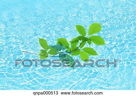 Green leaves View Large Photo Image Stock Image - Green leaves. Fotosearch