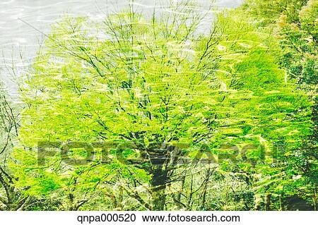 Green leaves View Large Photo Image Stock Image - Green leaves. Fotosearch