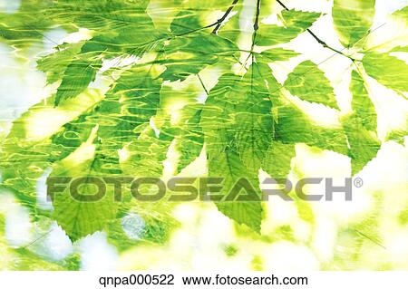 Green leaves View Large Photo Image Stock Image - Green leaves. Fotosearch