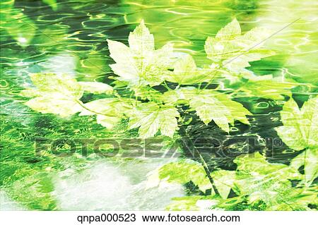 Green leaves View Large Photo Image Stock Image - Green leaves. Fotosearch