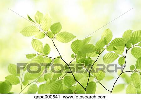 Green leaves View Large Photo Image Stock Image - Green leaves. Fotosearch