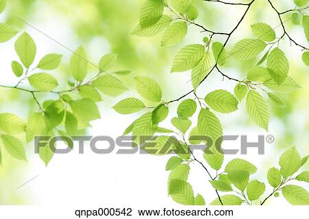 Stock Image - Green leaves. Fotosearch