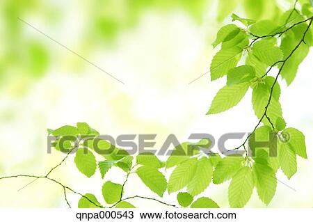 Green leaves View Large Photo Image Stock Image - Green leaves. Fotosearch