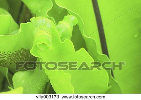 Green leaves View Large Photo Image Stock Image - Green leaves. Fotosearch