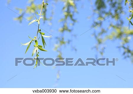 Green leaves View Large Photo Image Stock Image - Green leaves. Fotosearch
